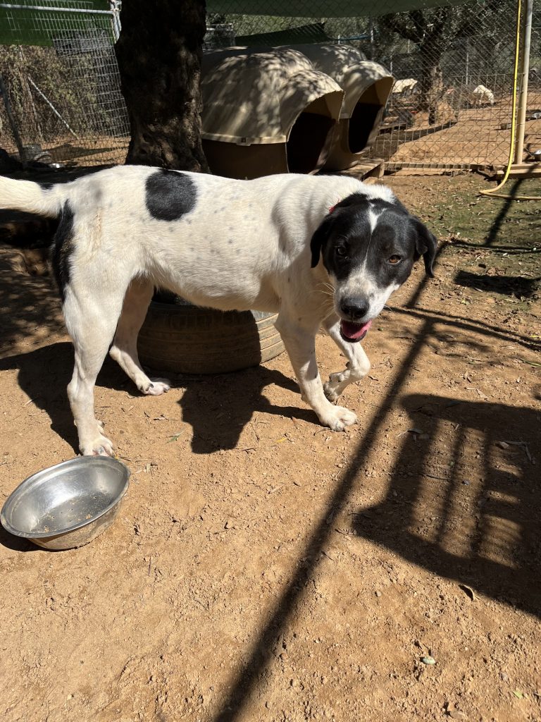 Rena - Vermittlungshund