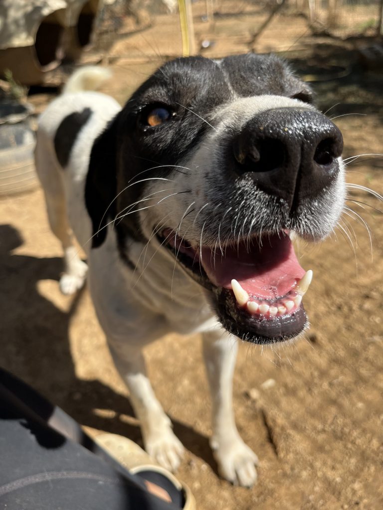 Rena - Vermittlungshund