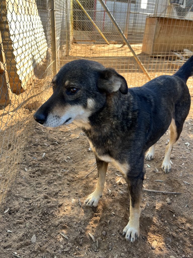 Viza - Vermittlungshund