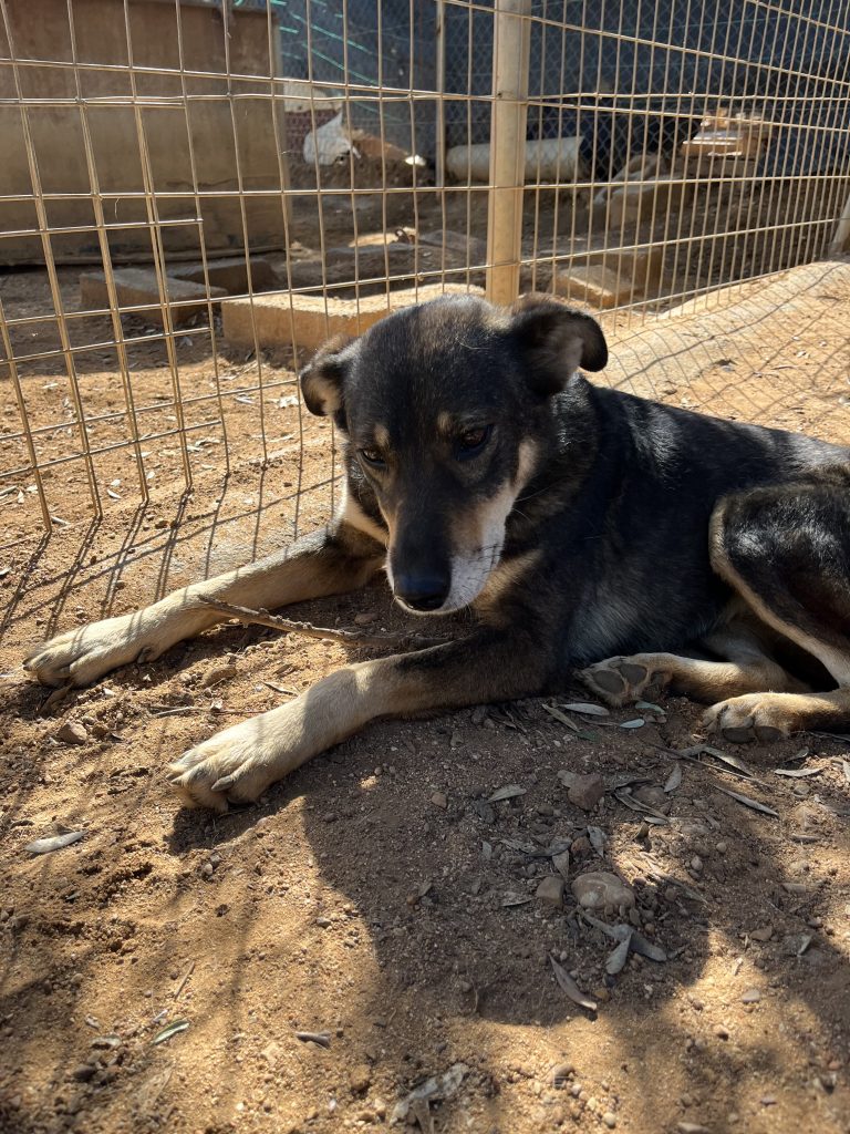 Viza - Vermittlungshund