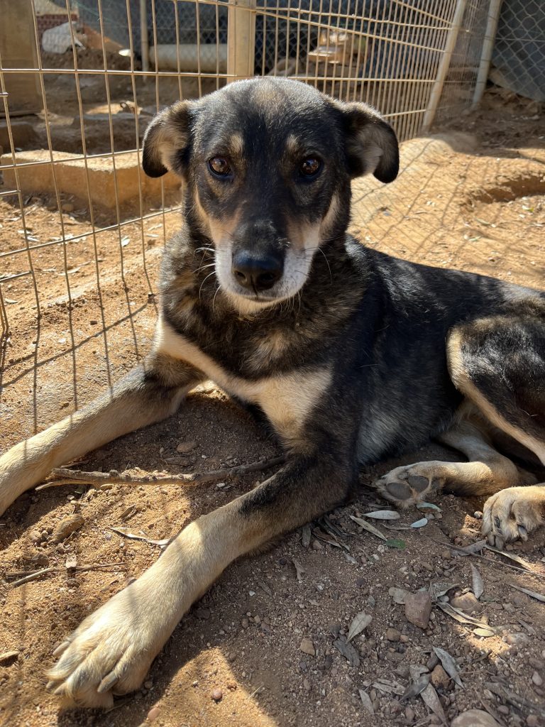 Viza - Vermittlungshund