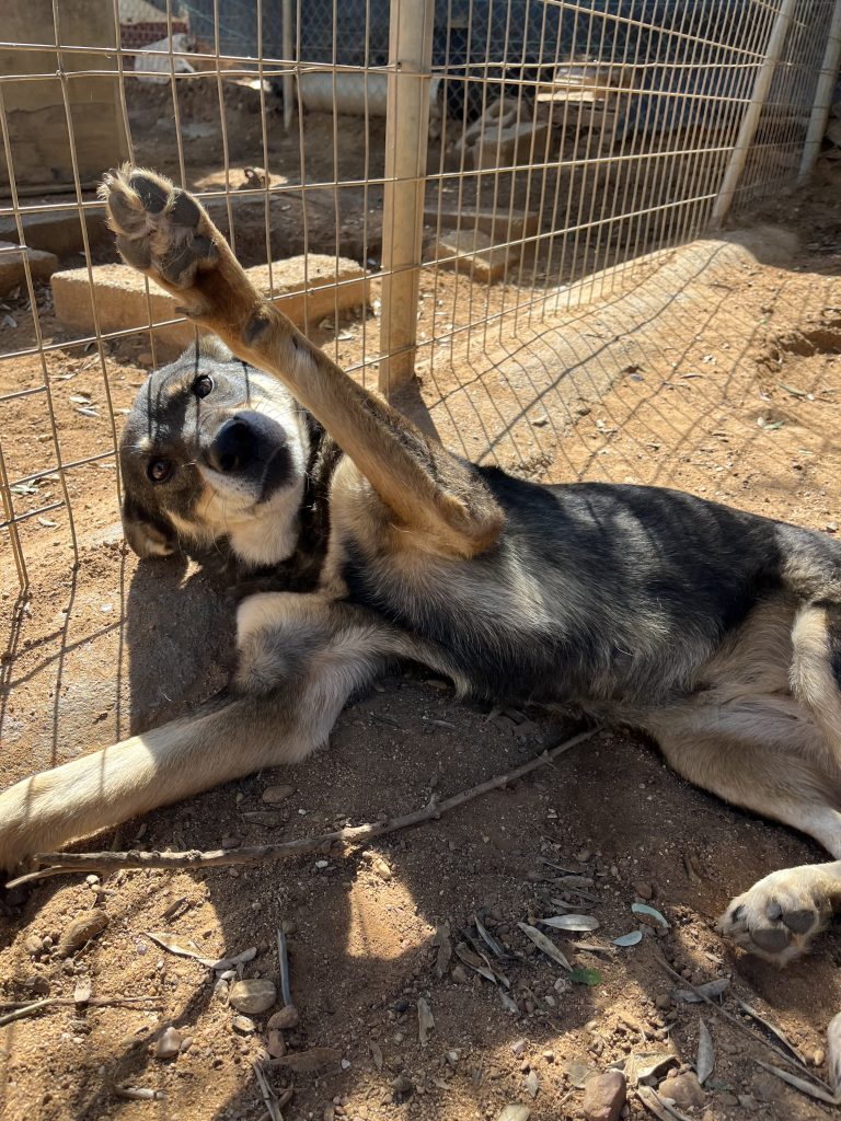 Viza - Vermittlungshund