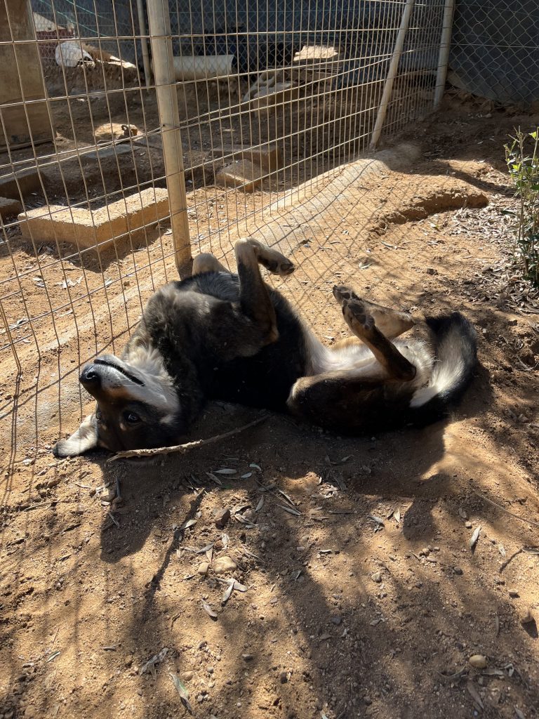 Viza - Vermittlungshund