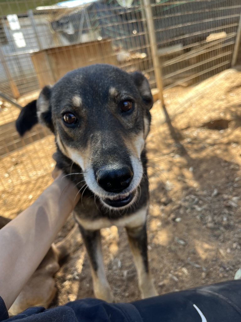 Viza - Vermittlungshund