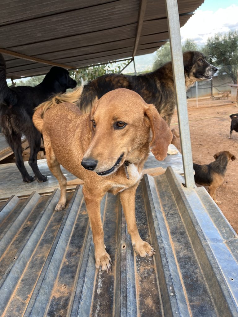 Cake - Vermittlungshund