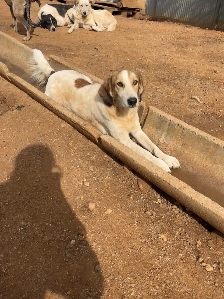 Lisa - Vermittlungshund