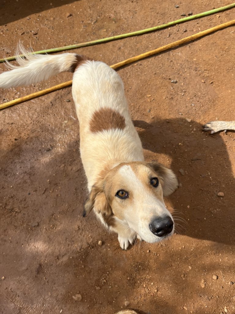 Lisa - Vermittlungshund