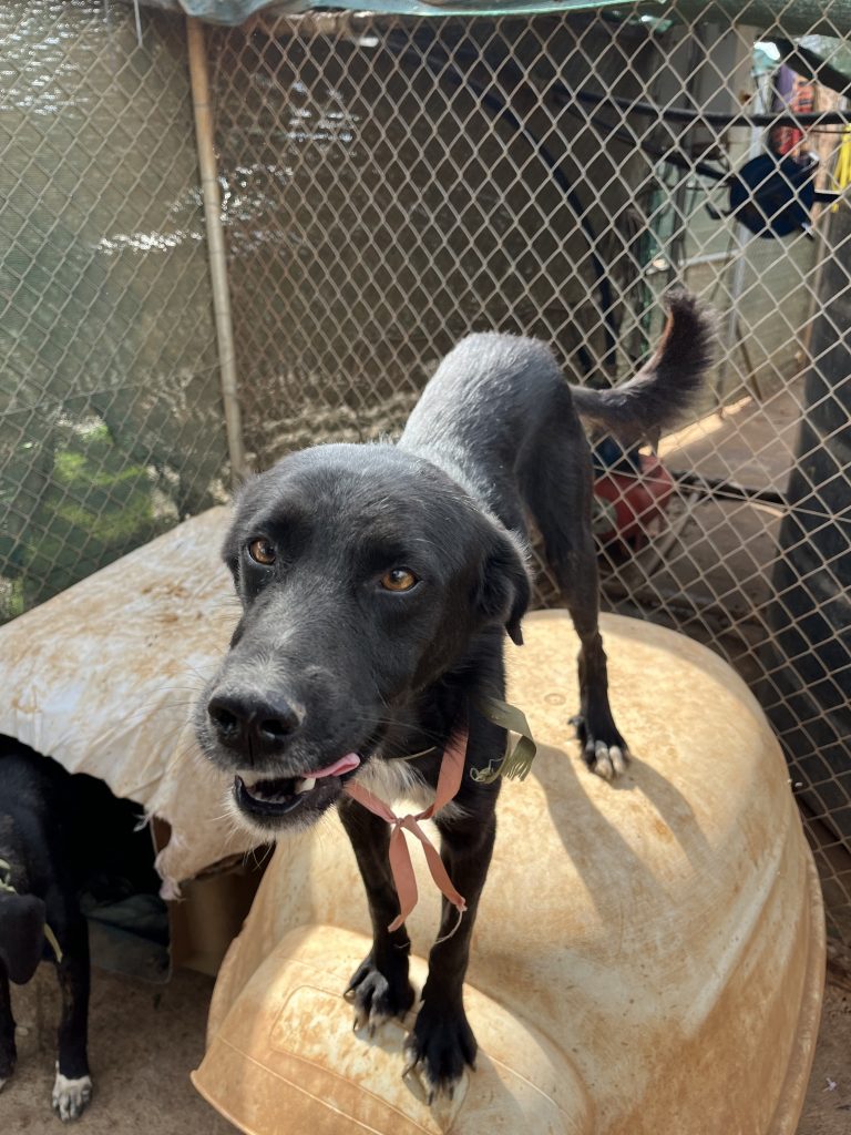 Lucios - Vermittlungshund