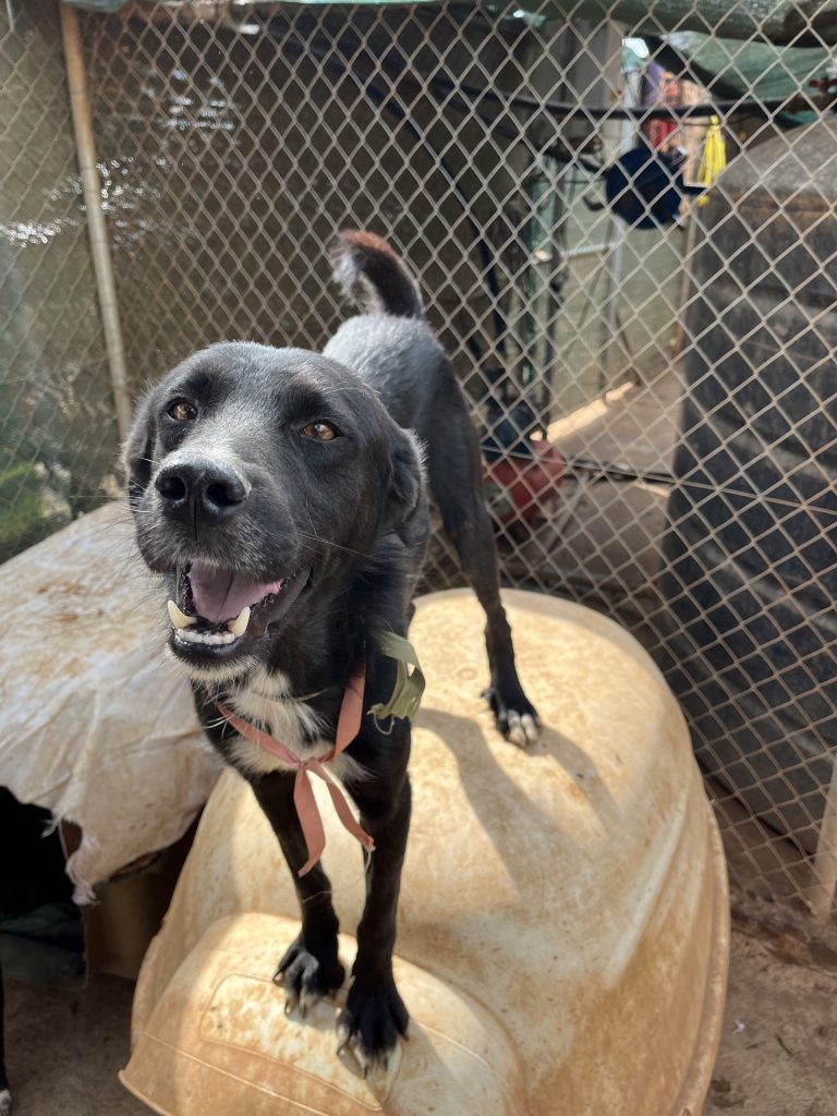 Lucios - Vermittlungshund