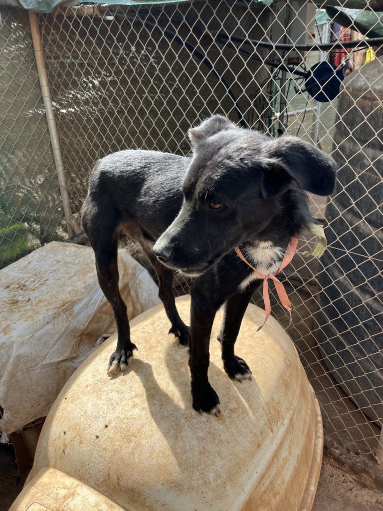 Lucios - Vermittlungshund