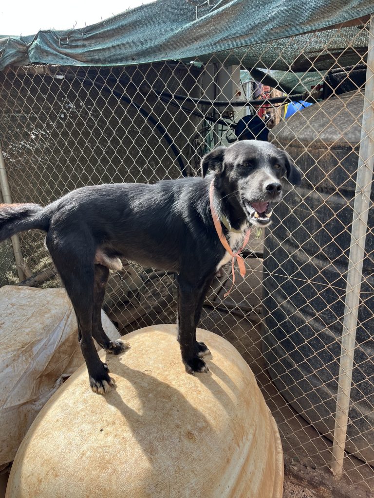 Lucios - Vermittlungshund