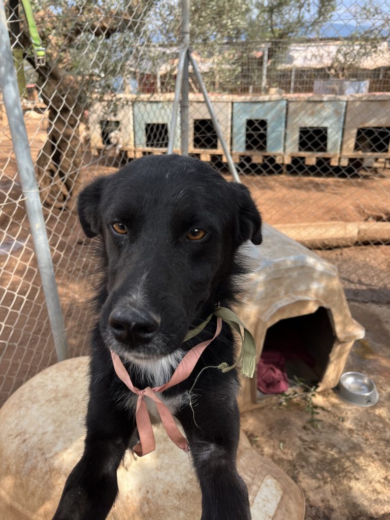 Lucios - Vermittlungshund