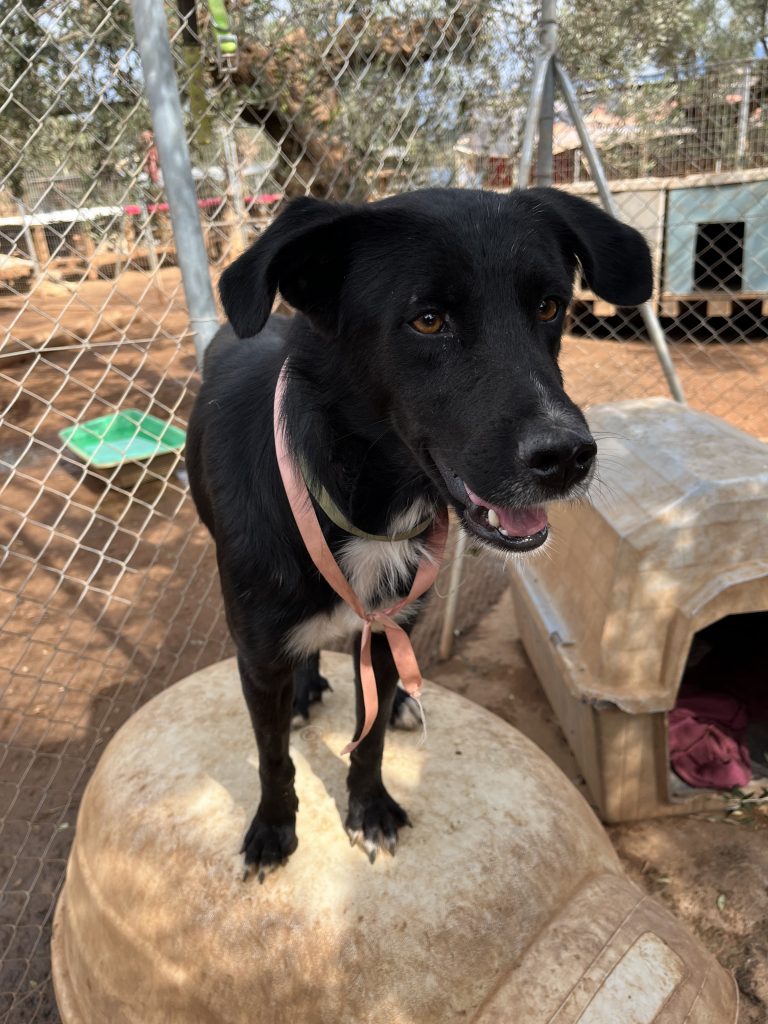 Lucios - Vermittlungshund