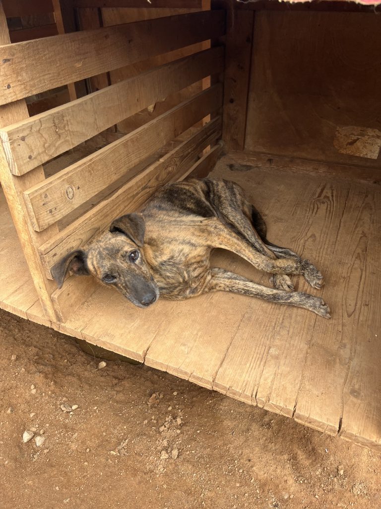 Hermine - Vermittlungshund