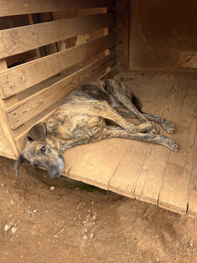 Hermine - Vermittlungshund