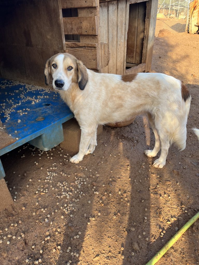 Lisa - Vermittlungshund