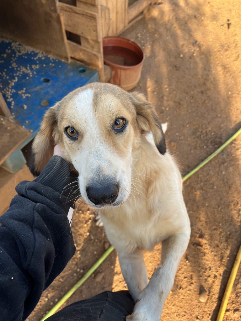 Lisa - Vermittlungshund