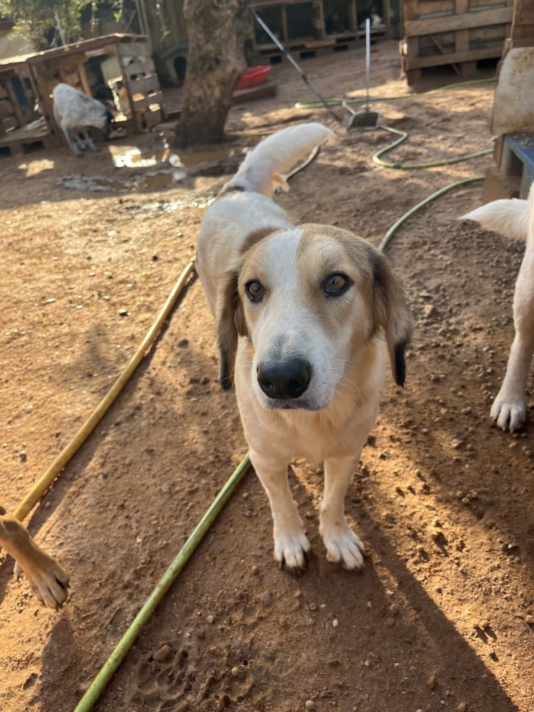 Lisa - Vermittlungshund