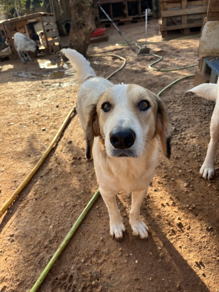 Lisa - Vermittlungshund