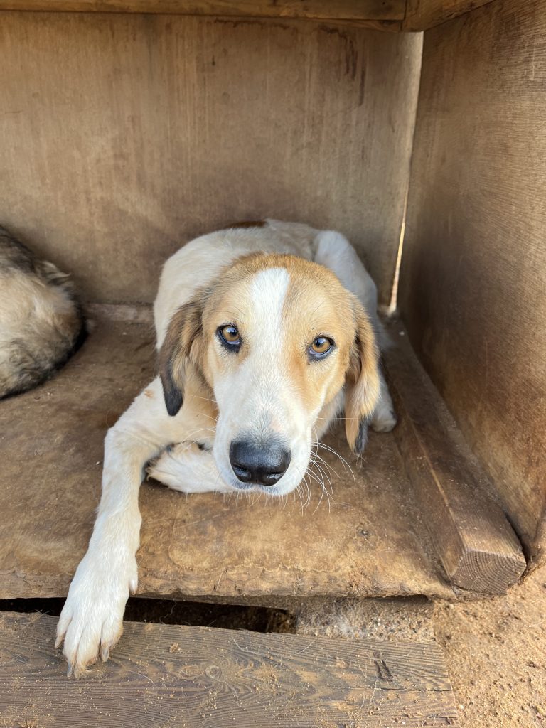 Lisa - Vermittlungshund