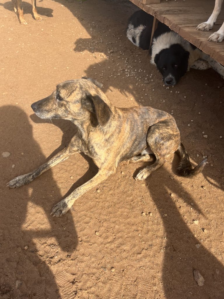 Hermine - Vermittlungshund