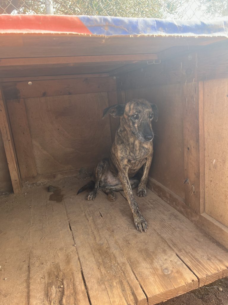 Hermine - Vermittlungshund