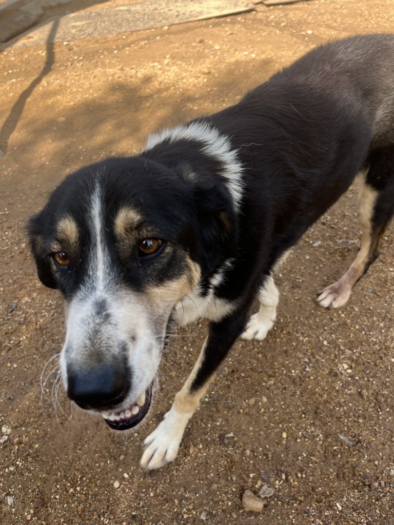 Madona - Vermittlungshund