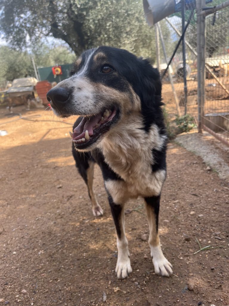 Madona - Vermittlungshund