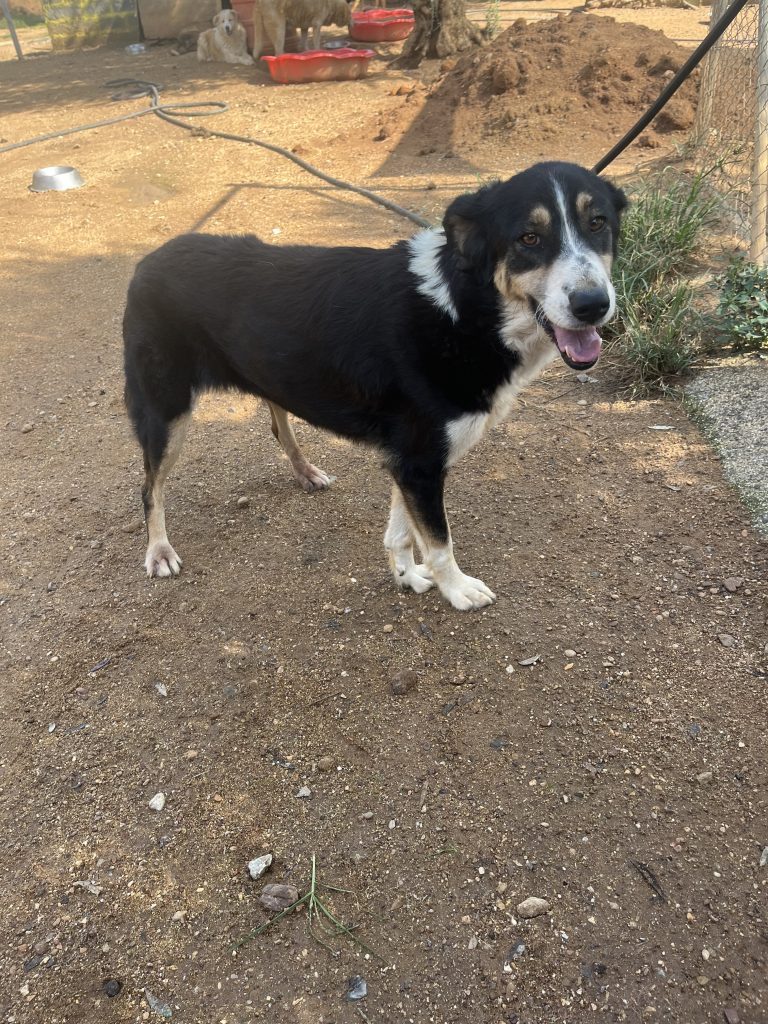 Madona - Vermittlungshund