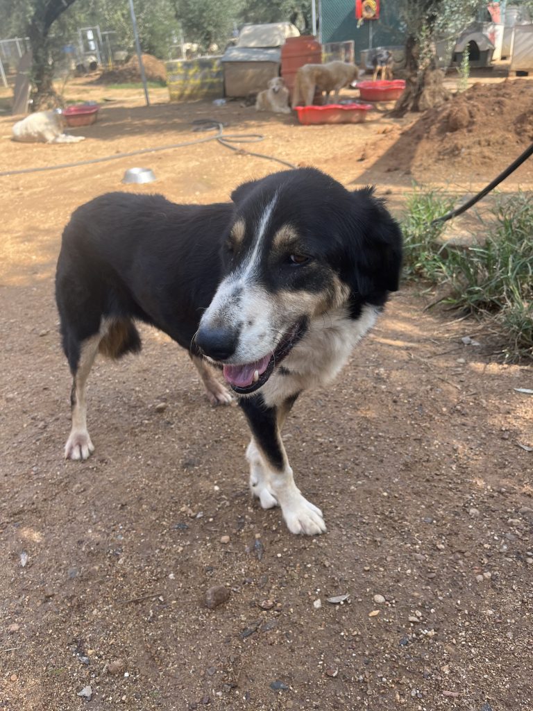 Madona - Vermittlungshund