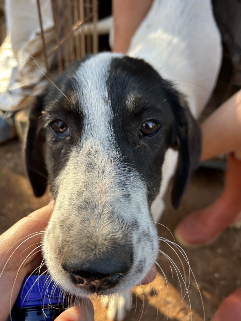 Charlotte - Vermittlungshund