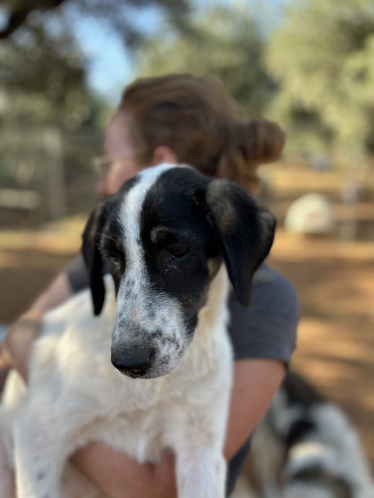 Charlotte - Vermittlungshund