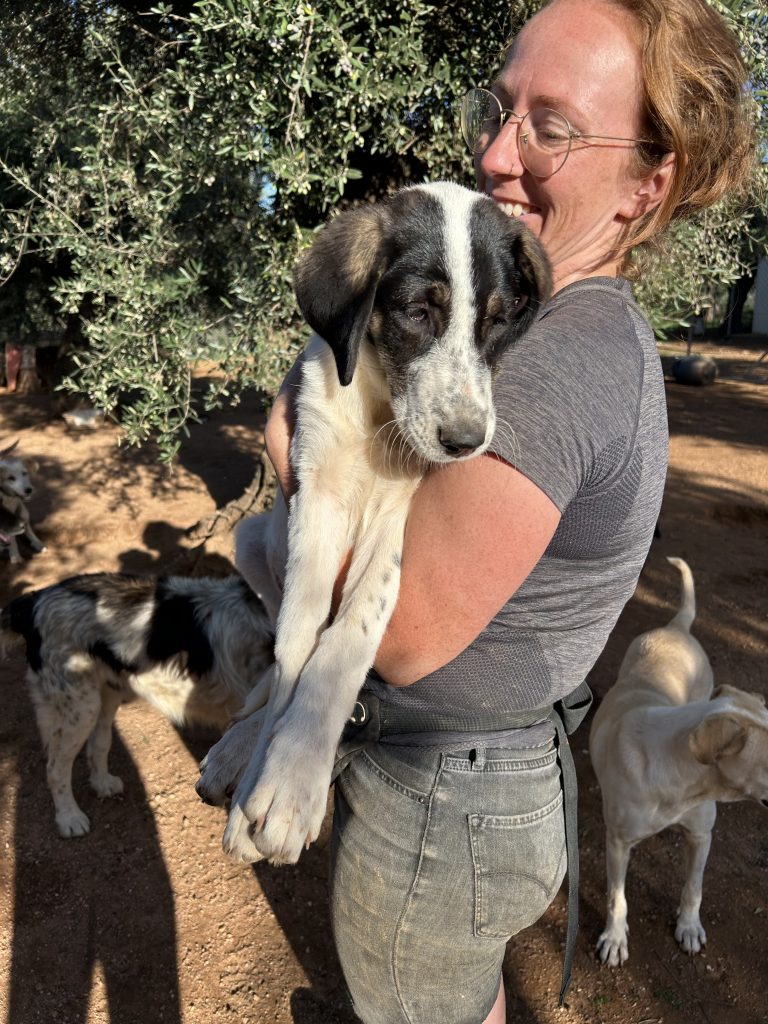 Charlotte - Vermittlungshund