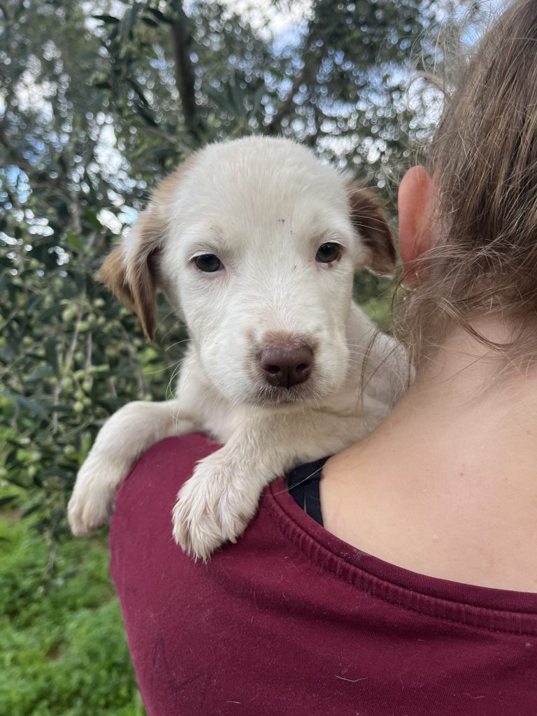 Arkani - Vermittlungshund