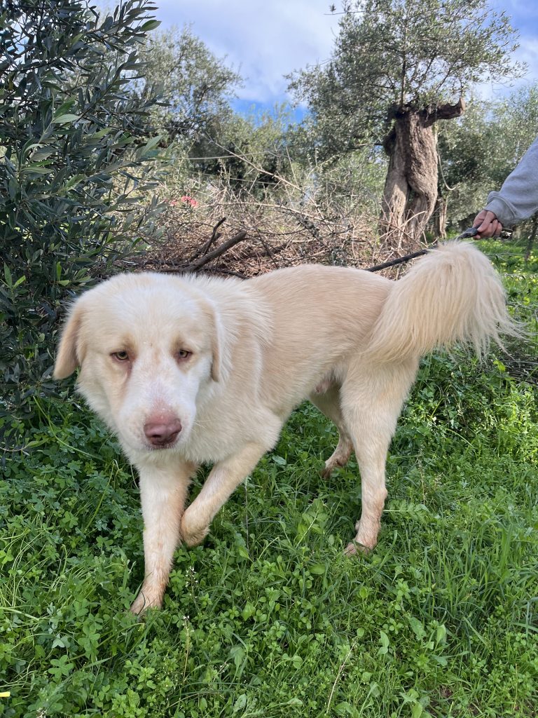 Raoul - Vermittlungshund