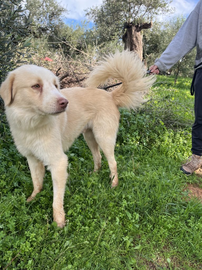 Raoul - Vermittlungshund