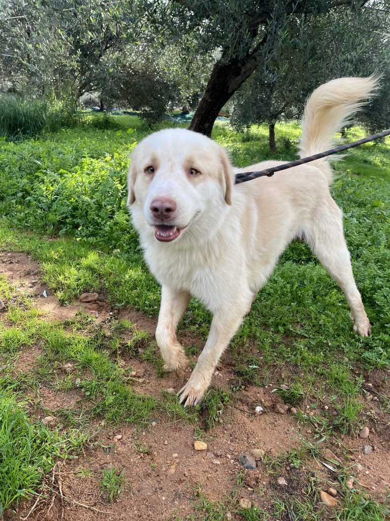 Raoul - Vermittlungshund