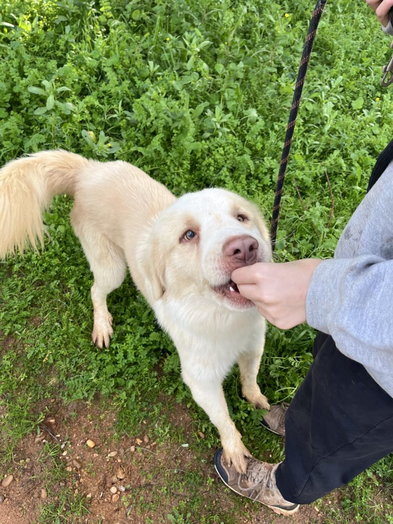 Raoul - Vermittlungshund