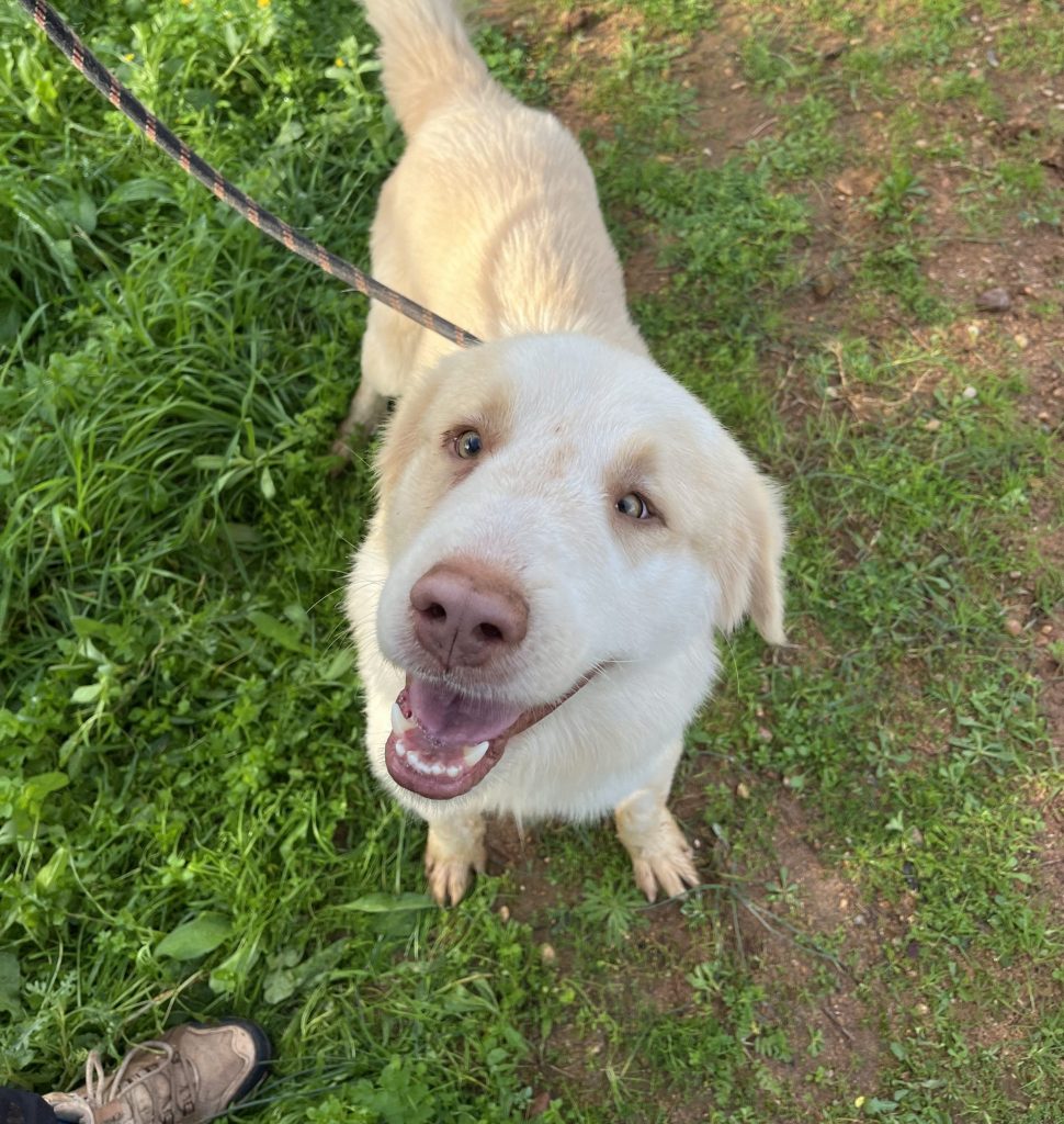 Raoul - Vermittlungshund