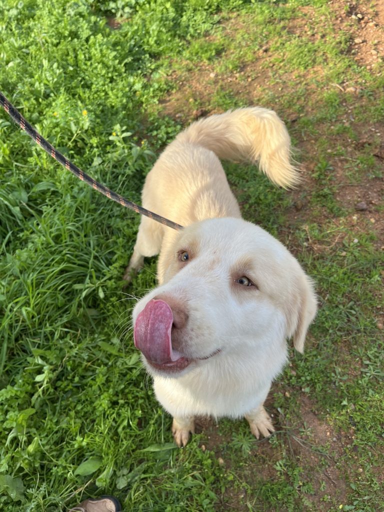 Raoul - Vermittlungshund