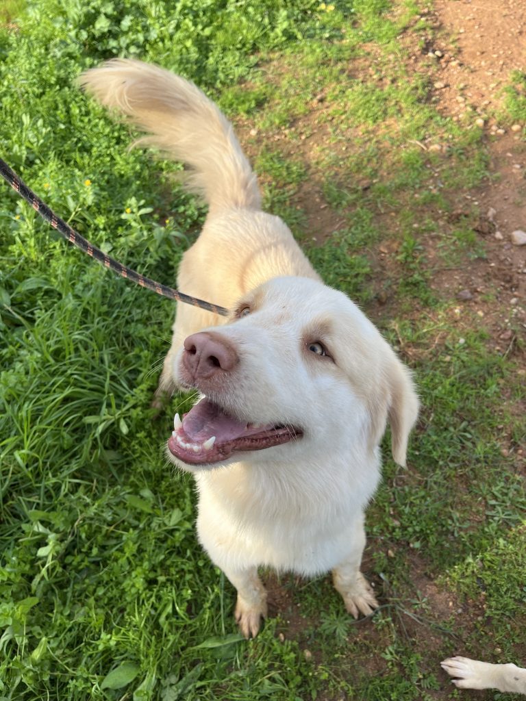 Raoul - Vermittlungshund