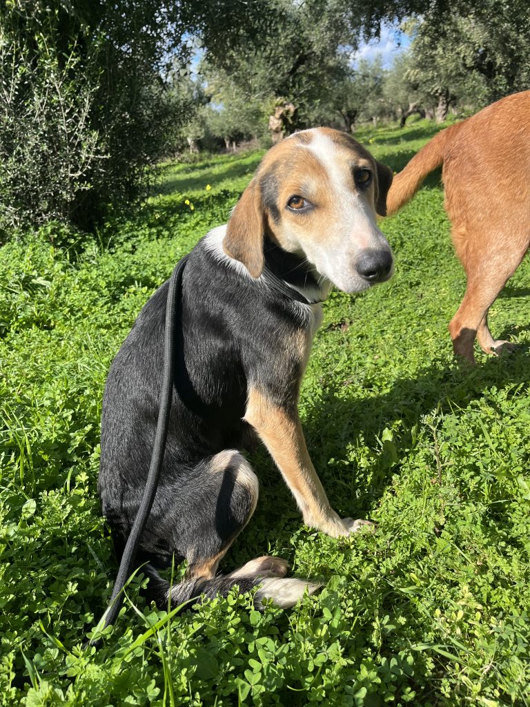 Narnia - Vermittlungshund