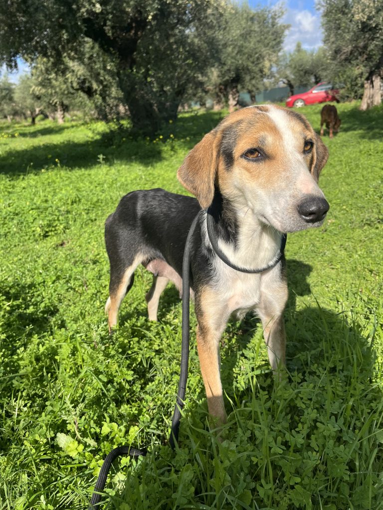 Narnia - Vermittlungshund