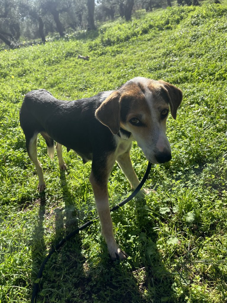 Narnia - Vermittlungshund