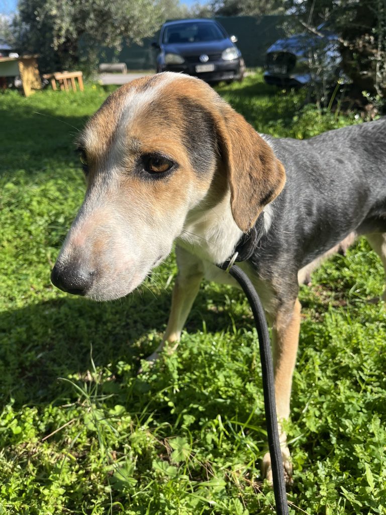 Narnia - Vermittlungshund