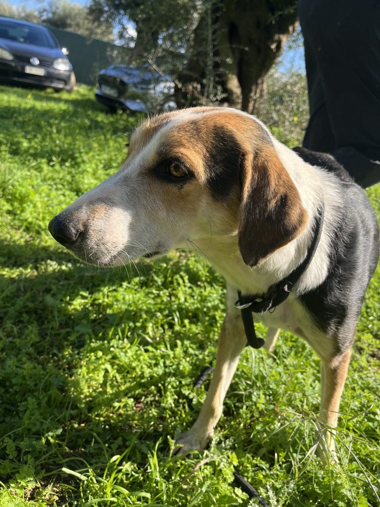 Narnia - Vermittlungshund