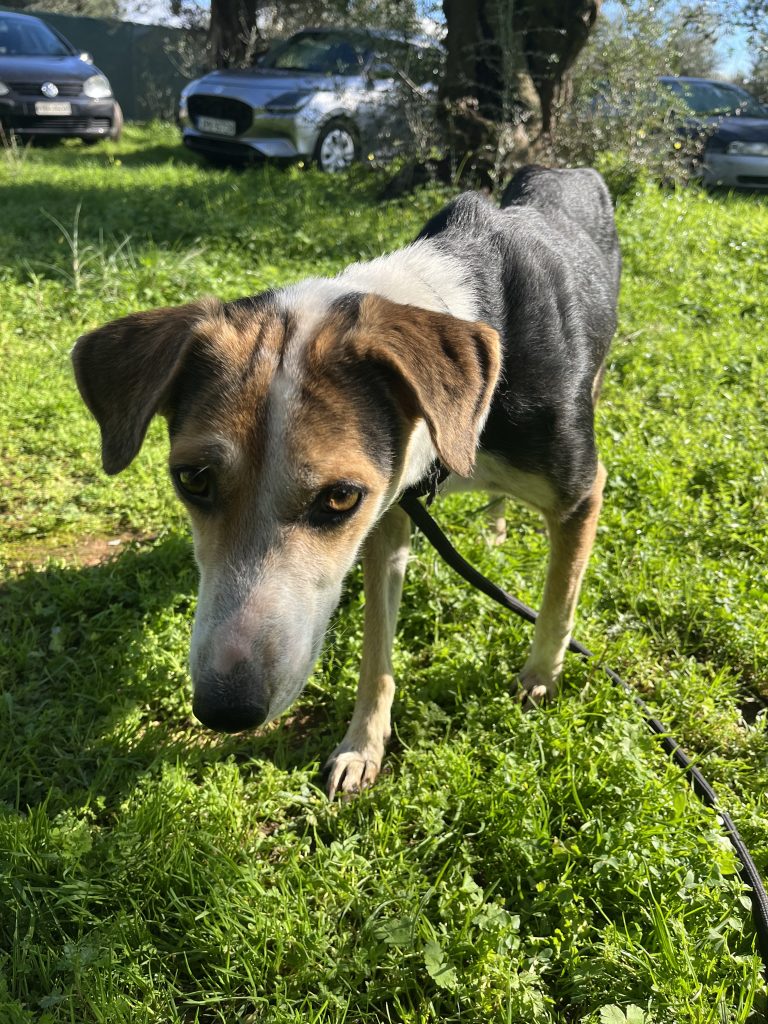 Narnia - Vermittlungshund