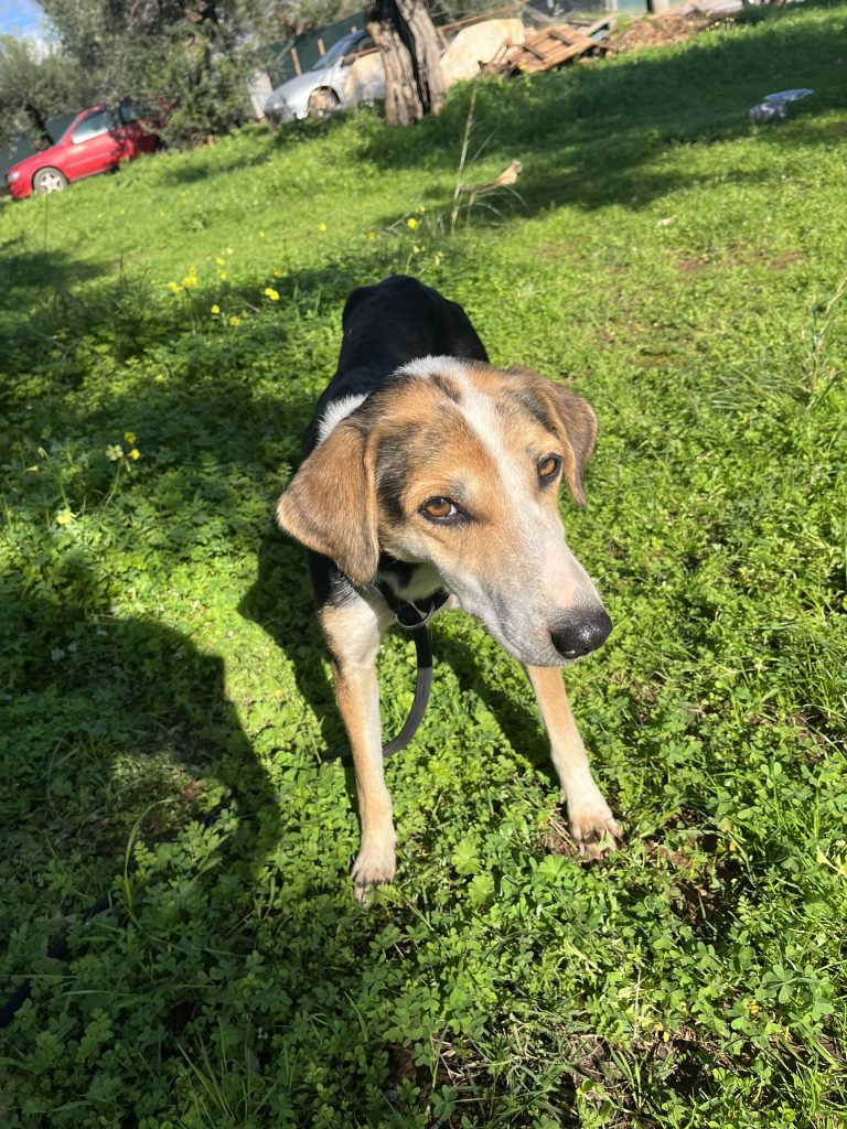 Narnia - Vermittlungshund