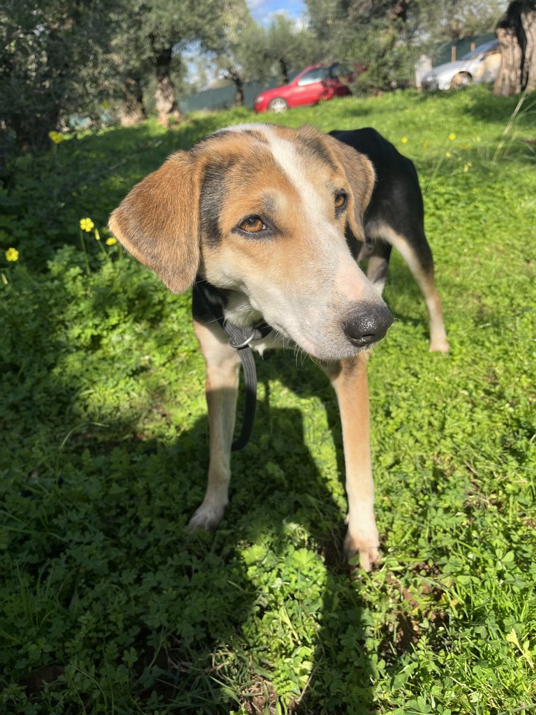 Narnia - Vermittlungshund