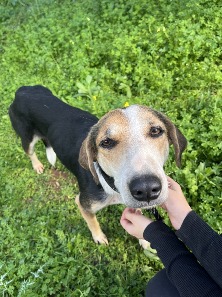 Narnia - Vermittlungshund